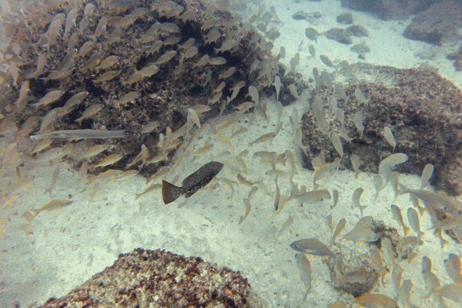 2 Dive Package for PADI Qualified Divers in Gran Canaria - Key things to know before you go