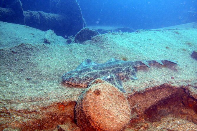 2 Dive Package for PADI Qualified Divers in Gran Canaria - The boat routine: how the schedule keeps things calm