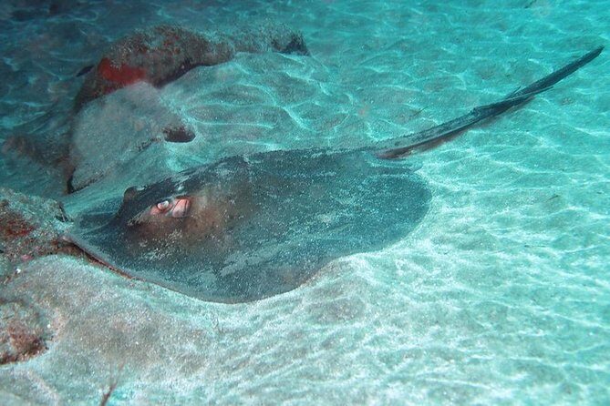 2 Dive Package for Qualified Divers in Gran Canaria - What You’re Really Booking: Two Scuba Sessions for Certified Divers