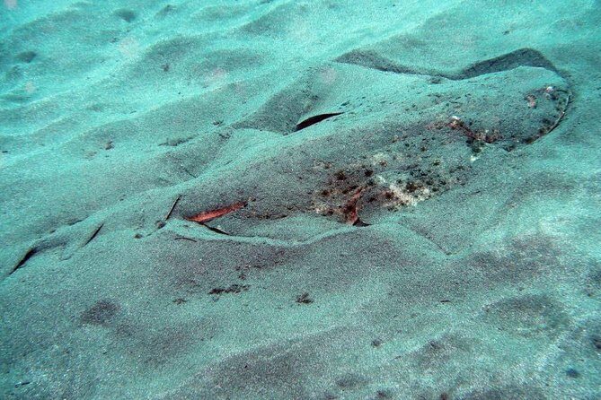 2 Dive Package for Qualified Divers in Gran Canaria - Choosing Underwater Sites: Marine Life and Rock Formations