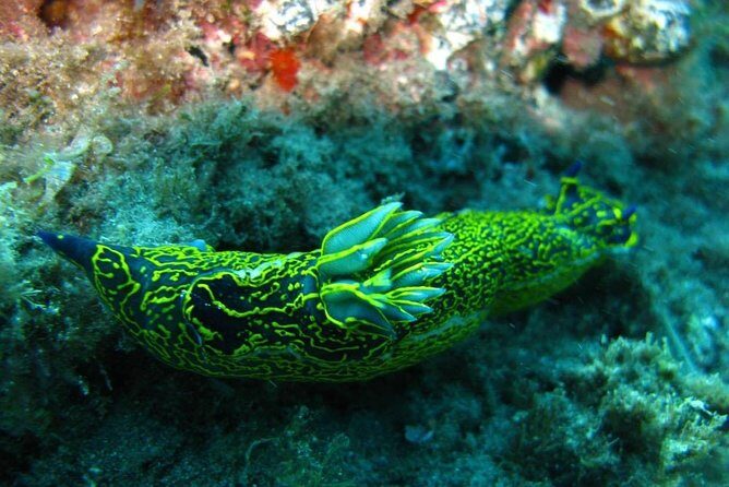 2 Dive Package for Qualified Divers in Gran Canaria - Weather and Conditions: Currents Can Change the Plan