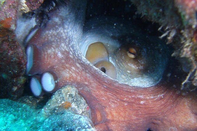 2 Dive Package for Qualified Divers in Gran Canaria - Price and Value: Is $108.61 Worth It?