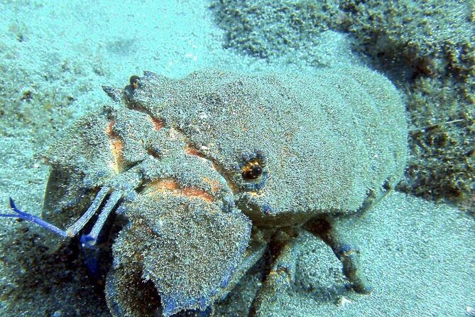 2 Dive Package for Qualified Divers in Gran Canaria - Who This Scuba Package Suits Best (and Who Should Skip It)