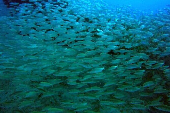 2-Hour Afternoon Snorkeling Experience in Gran Canaria by Boat - Small group pacing and how it affects your experience