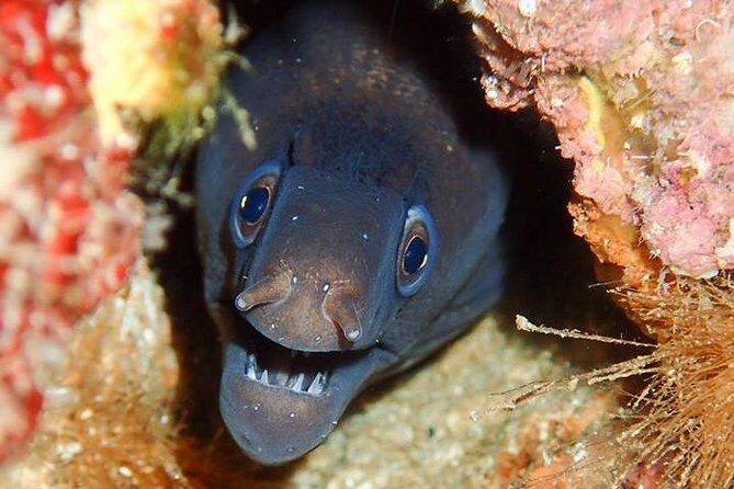 6 Diving Sites Scuba Diving Package in Gran Canaria - Meeting at the School in the Cordial Mogan Hotel Area (8:30 AM Start)