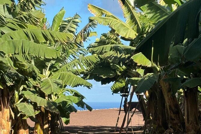 Banana Museum, Rum Distillery & Winery with Tasting: Premium tour - Agaete in the middle: an easy lunch break with real choices