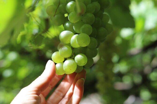 Banana Museum, Rum Distillery & Winery with Tasting: Premium tour - Bodega Los Berrazales: wine, coffee, and the mojo workshop you’ll remember