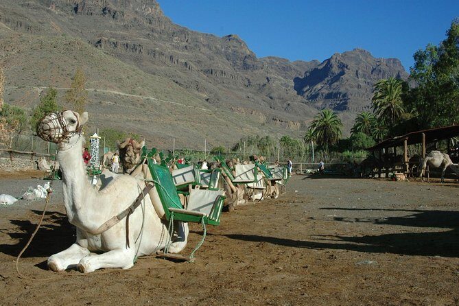 Camel Ride in Fataga with Tapas and drinks - Quick hits before you go