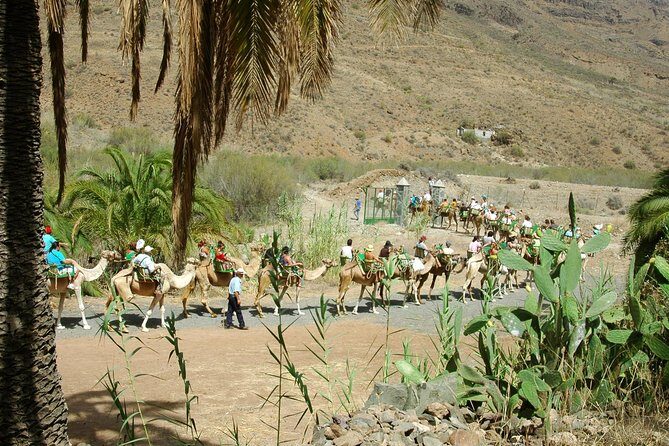 Camel Ride in Fataga with Tapas and drinks - The 1-hour camel safari: palm valley vibes, plus guided care