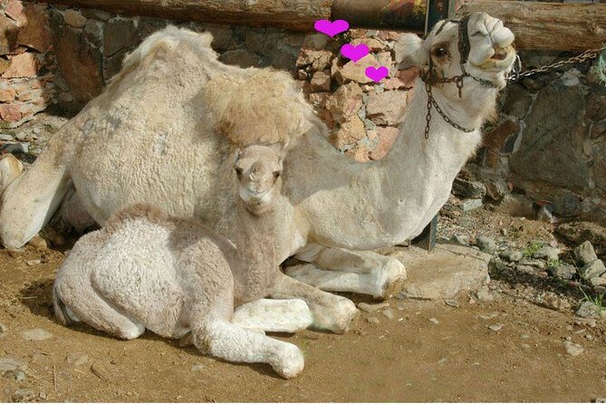 Camel Ride in Fataga with Tapas and drinks - Tropical garden stroll: fruit trees, animals, and the calm in between