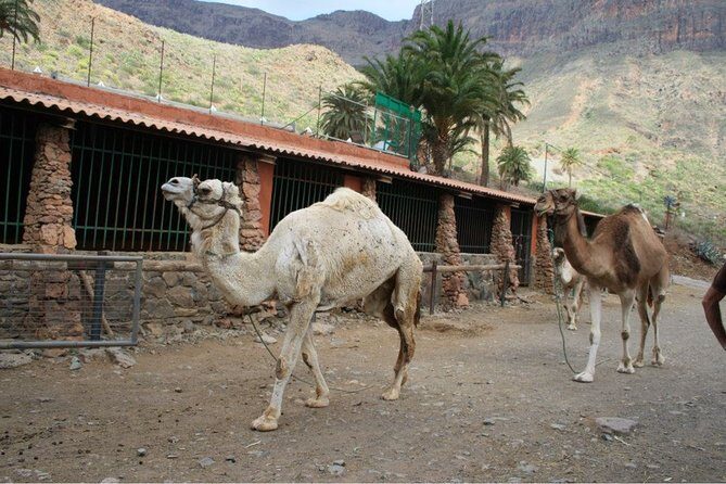 Camel Ride in Fataga with Tapas and drinks - The camel license: a small souvenir with a big smile factor