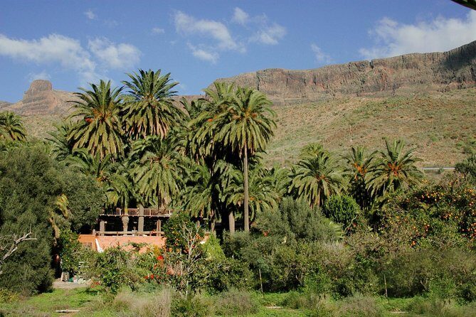 Camel Ride in Fataga with Tapas and drinks - Guides and service: the names you might hear, the vibe you want