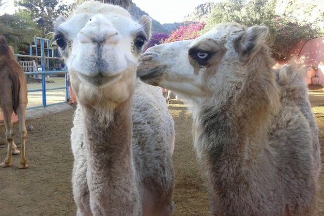 Camel Safari through the Dunes of Maspalomas - Maspalomas Dunes by Camel: what a 30-minute ride is really like