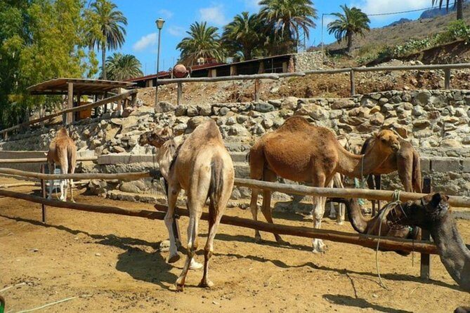 Camel Safari through the Dunes of Maspalomas - Weather and comfort: when conditions matter