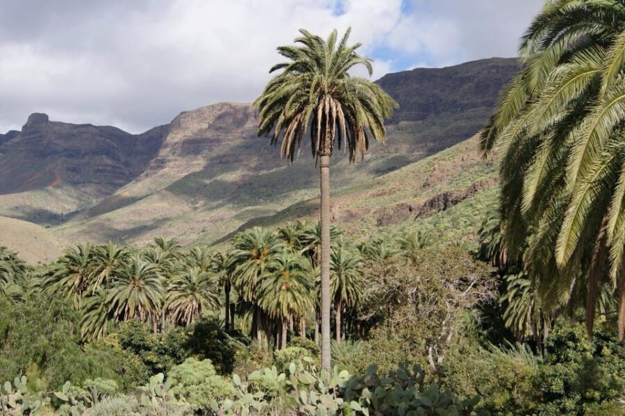 Can-Am Ryker Adventure Fataga - Finca Canarias Aloe Vera: learning from a real working plantation