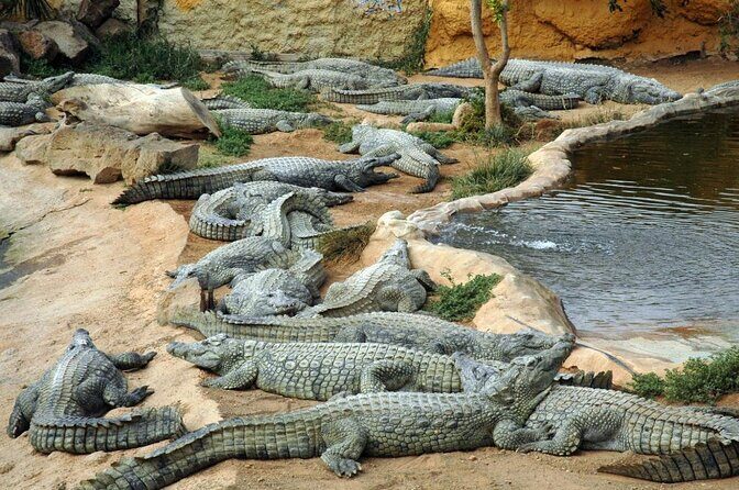 Cocodrilo Park Zoo Admission Ticket in Agüimes - Cocodrilo Park in Agüimes: a rescue-style day for animal lovers