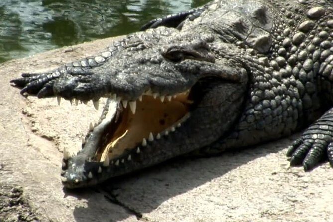 Cocodrilo Park Zoo Admission Ticket in Agüimes - Plan your timing: hours, duration, and beating the heat