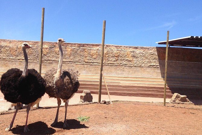 Cocodrilo Park Zoo Admission Ticket in Agüimes - The feeding shows and animal interactions that people remember