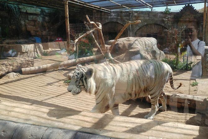 Cocodrilo Park Zoo Admission Ticket in Agüimes - Comfort and accessibility: uneven paths, and sound in shows