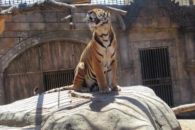 Cocodrilo Park Zoo Admission Ticket in Agüimes - Getting there from Gran Canaria: near public transport, but taxis may be part of the plan