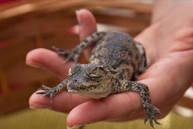 Cocodrilo Park Zoo Admission Ticket in Agüimes - Best fit: families, animal lovers, and people who like hands-on learning