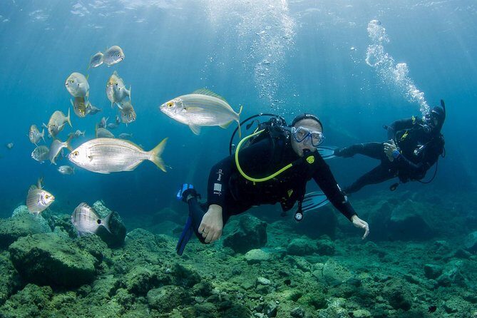 Discover Scuba Diving in Puerto de Mogan - Key highlights you’ll feel right away
