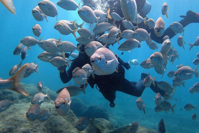 Discover Scuba Diving in Puerto de Mogan - The half-day schedule: theory, pool skills, then your first open-water session