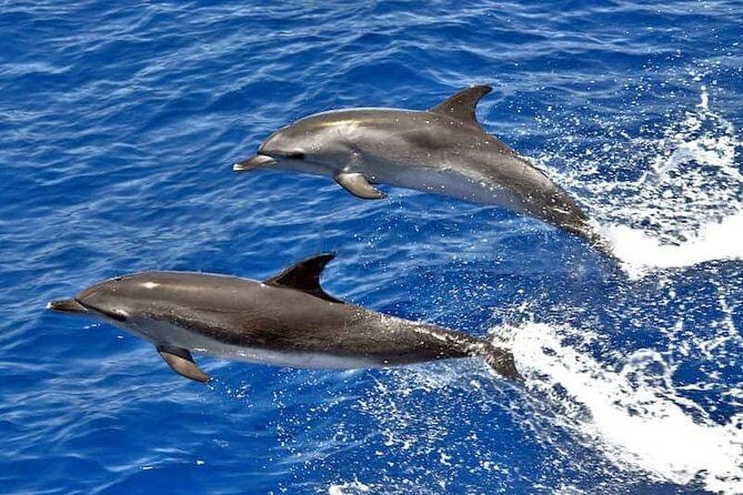Dolphin Searching Tour in Puerto de Mogán ("KEEPER UNO" Boat) - Key things to know before you go