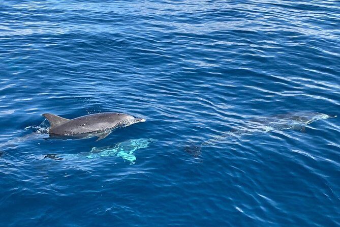 Dolphin Searching Tour in Puerto de Mogán ("KEEPER UNO" Boat) - Spotting dolphins the smart way: patience beats panic