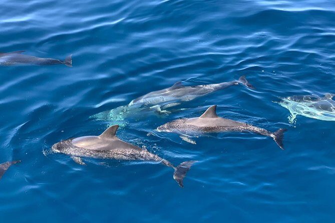 Dolphin Searching Tour in Puerto de Mogán ("KEEPER UNO" Boat) - Price and value: is $102.80 reasonable for a dolphin tour?