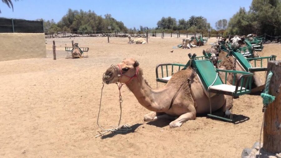 E-Bike City Tour with Camel Safari on Maspalomas Sand Dunes - Who Should Book This Tour (and Who Should Skip It)