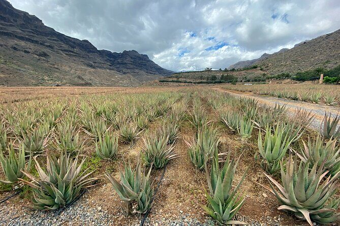 Full-Day Gran Canaria Tour with Teror, Tejeda and Lunch in Fataga - The mountain road stop: Mirador de las Tirajanas and classic rock views