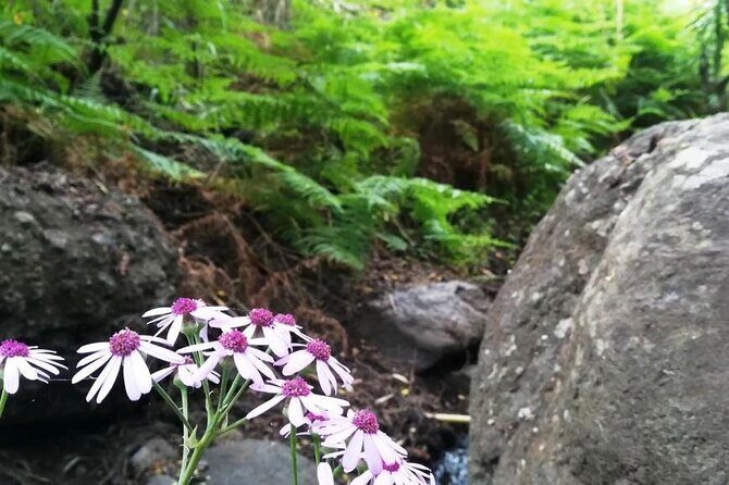 Full day Hiking and Waterfalls Experience - Pace, fitness, and the age limit