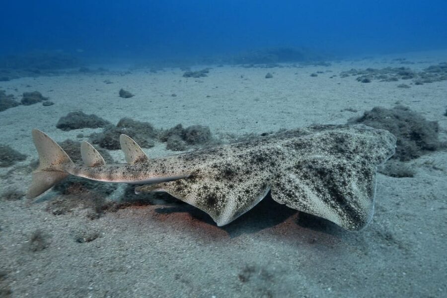 Gran Canaria: 3-Day Open Water Diver Course - Day 2: Final Exam Day and More Ocean Sessions