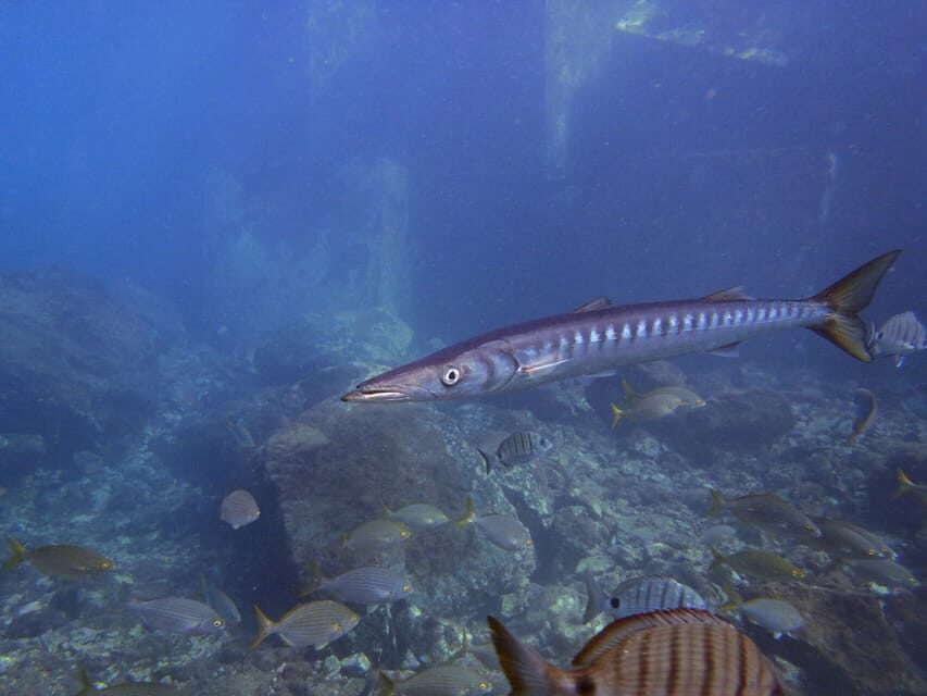 Gran Canaria: 3-Day Open Water Diver Course - What “Certified Up to 18m” Means for Your Future Plans