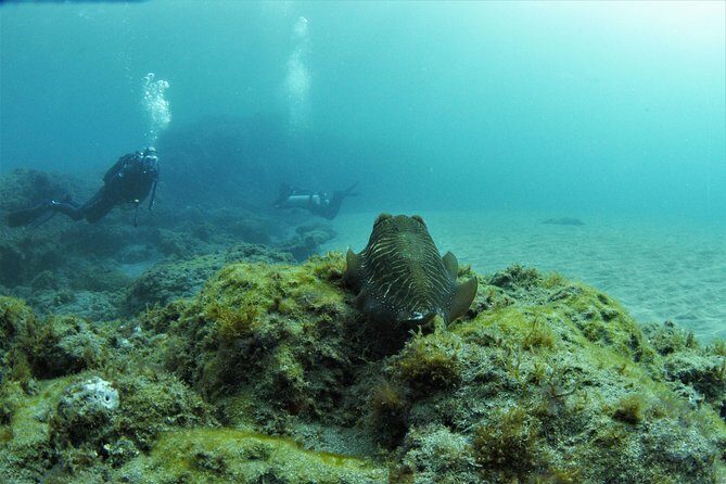 Gran Canaria 3 days / 6 dives in Various Locations - Key points that made this plan click