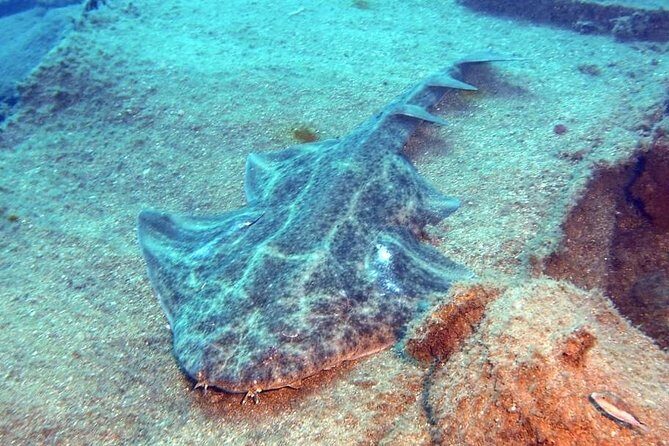 Gran Canaria 3 days / 6 dives in Various Locations - Safety first, with a crew that actually listens