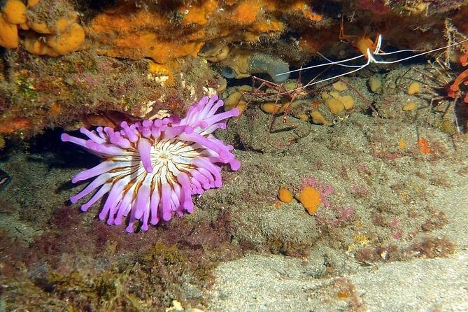 Gran Canaria 3 days / 6 dives in Various Locations - Underwater locations: reefs, wrecks, and the kind of structure you remember