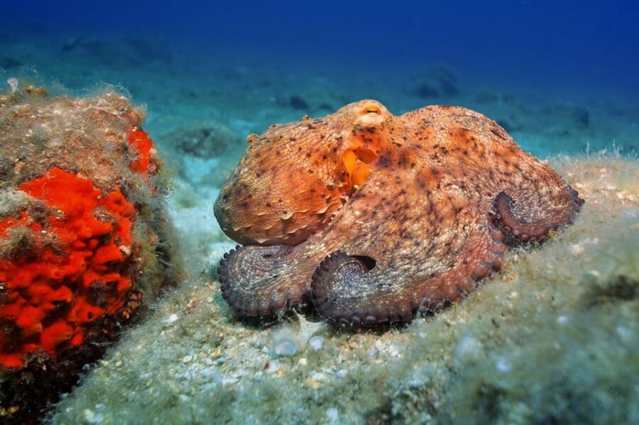 Gran Canaria: Discover Scuba Diving Beginner Program - Who should book this beginner scuba program (and who should skip it)