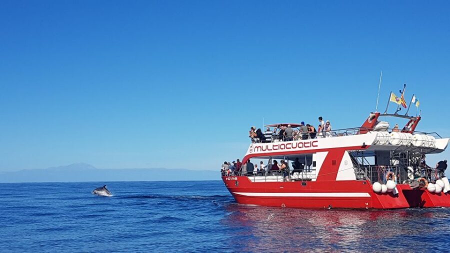 Gran Canaria: Dolphin and Whale Watching Cruise - Starting point: the simple meet-up at Líneas Salmón (Puerto Rico)
