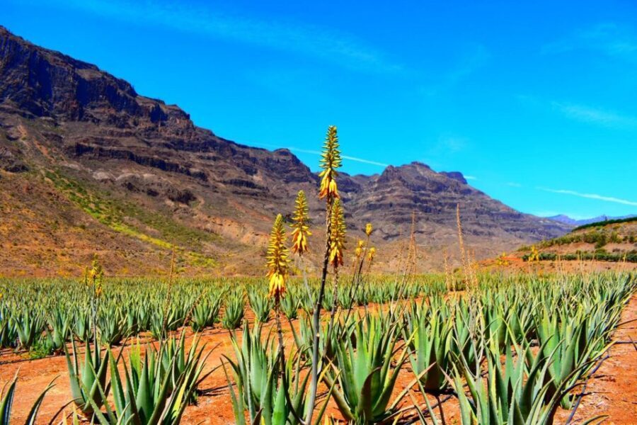 Gran Canaria: Full-Day VIP Tour by Bus - Firgas Stroll and the Green Interior Farming Stops