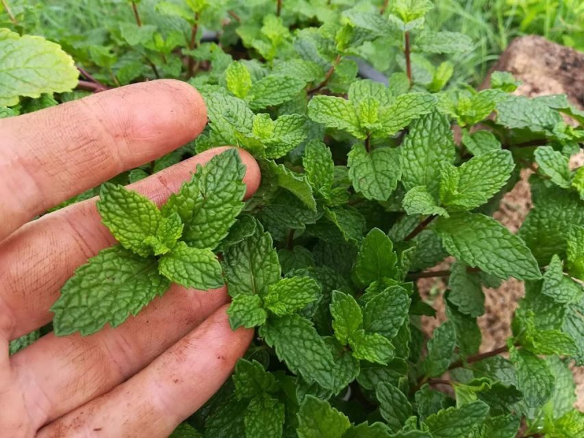 Gran Canaria: Green Witchcraft in the Magic Island - From Herbs to Remedies: Tea, Infusion, and Your Hands-On Preparation