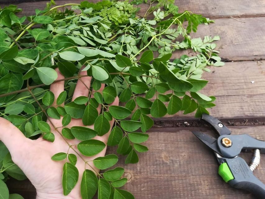 Gran Canaria: Green Witchcraft in the Magic Island - Who Should Book This Green Witchcraft Experience (And Who Should Skip It)