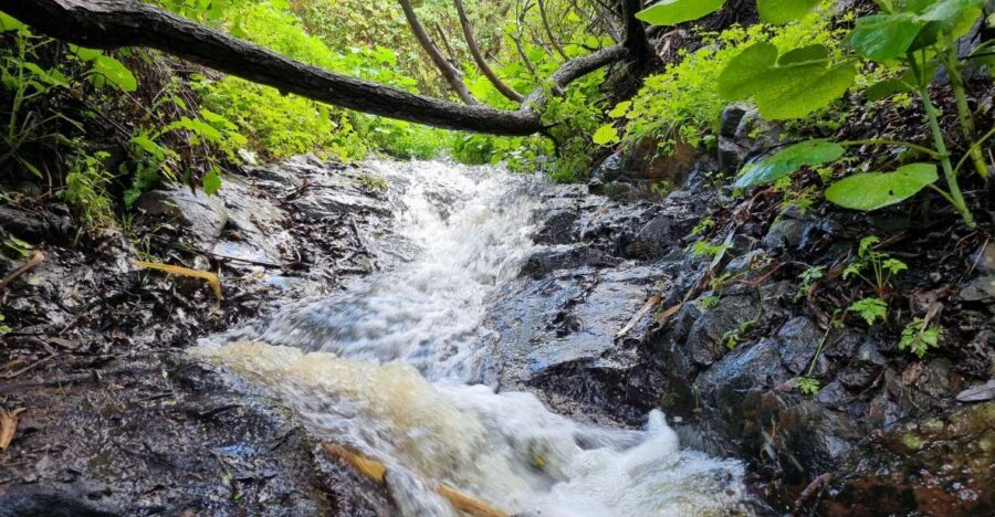 Gran Canaria: "Magic Waterfalls" Hiking Tour - Gran Canaria’s microclimate: why these waterfalls feel different