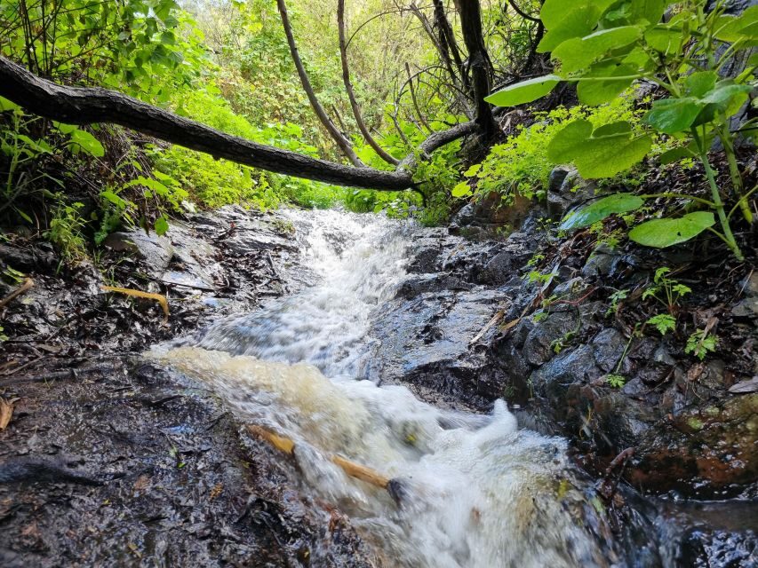 Gran Canaria: "Magic Waterfalls" Hiking Tour - On the hike with Maciej: small-group pace, safety checks, and plant spotting