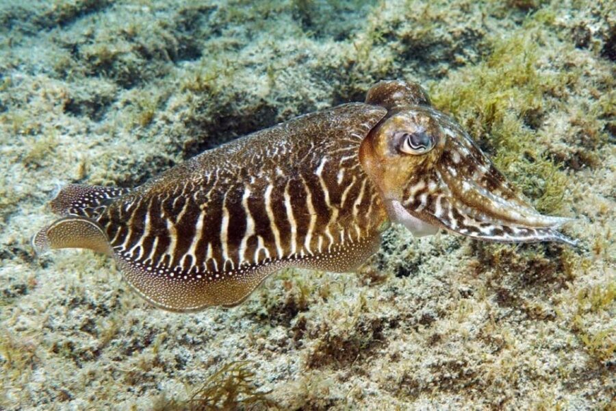 Gran Canaria: Scuba Diving for Beginners - Where You Start at Puerto Escala Harbour (and why it matters)