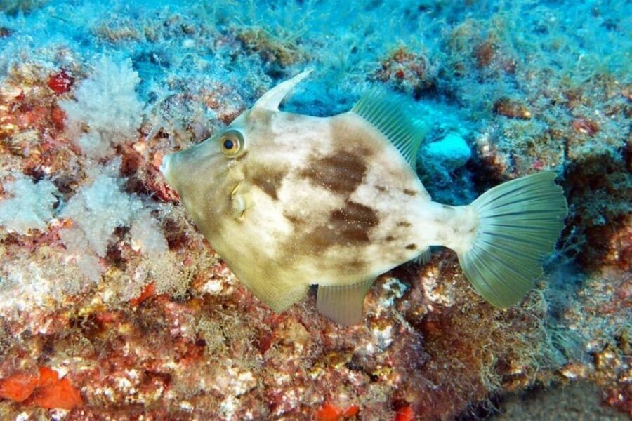 Gran Canaria: Scuba Diving for Beginners - Who this is best for (and who should skip it)