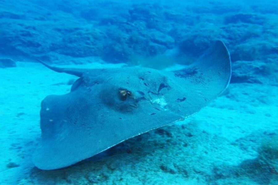 Gran Canaria: Scuba Diving for Beginners - Tips that actually help (nerves, equalizing, photos)