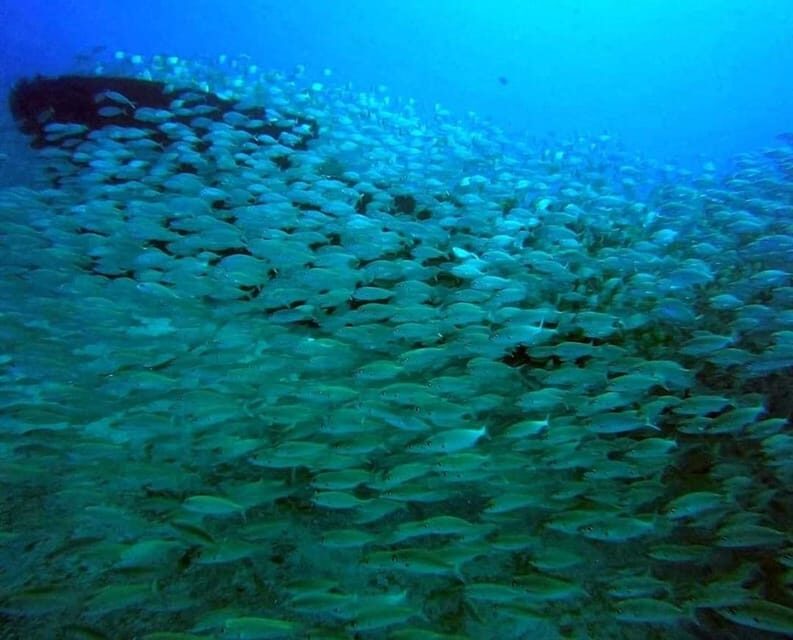 Gran Canaria: Scuba Diving for Beginners - Is it worth booking with Blue Water at Puerto Escala?