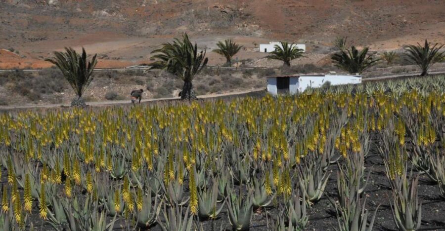 Gran Canaria Tour: Past and Present - Time-Travel by Bus: Past to Present in One Gran Canaria Day